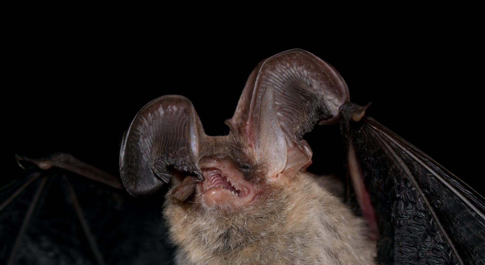 Long-eared bat