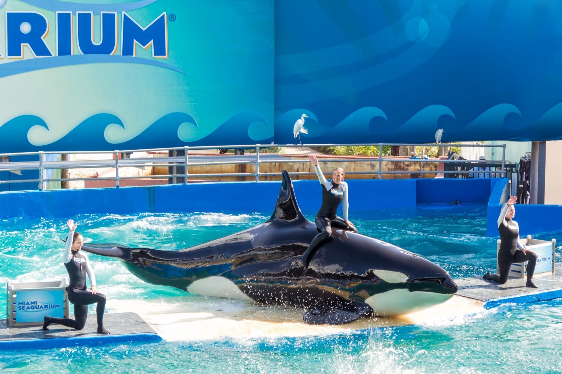 Lolita at Miami Seaquarium