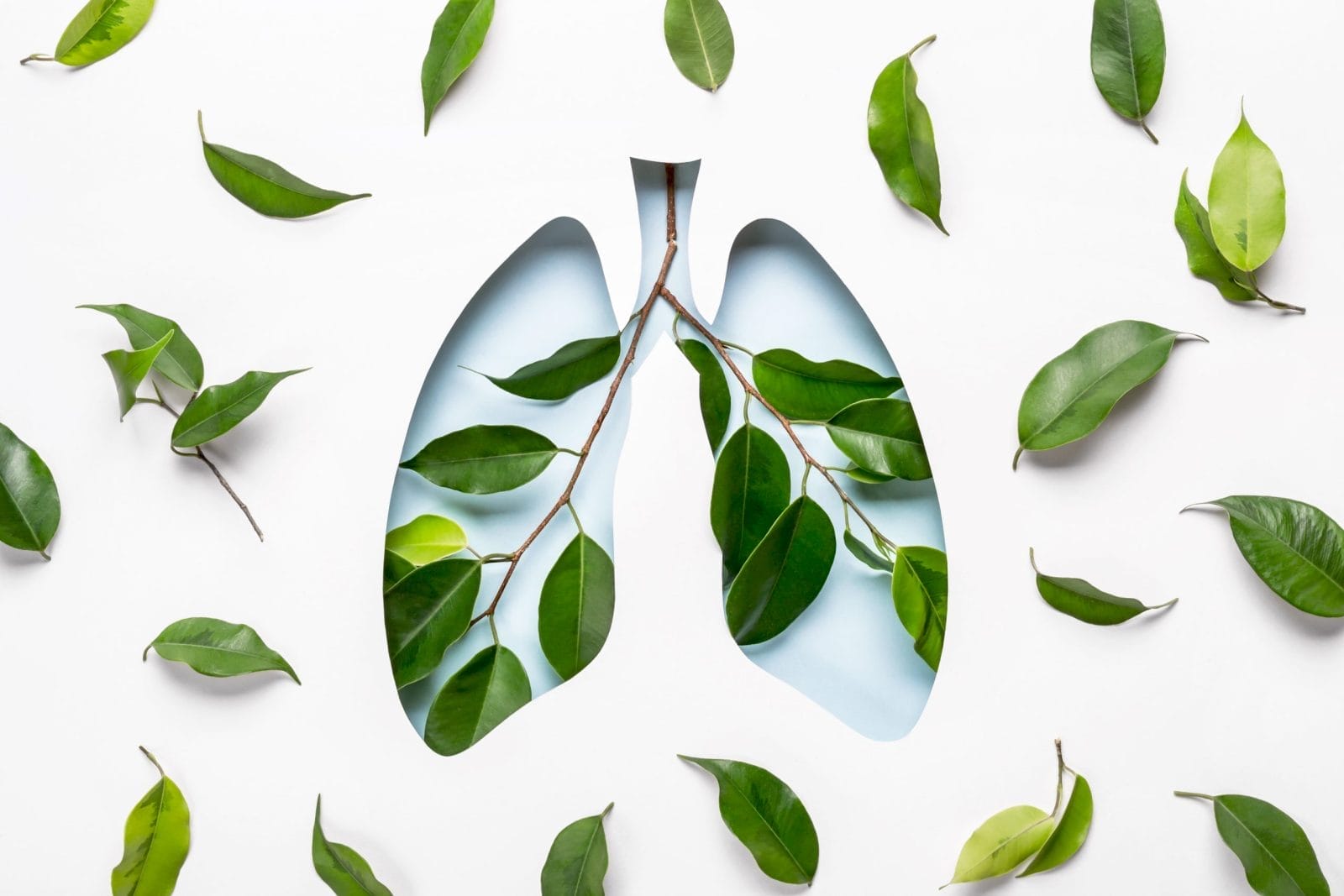 lungs