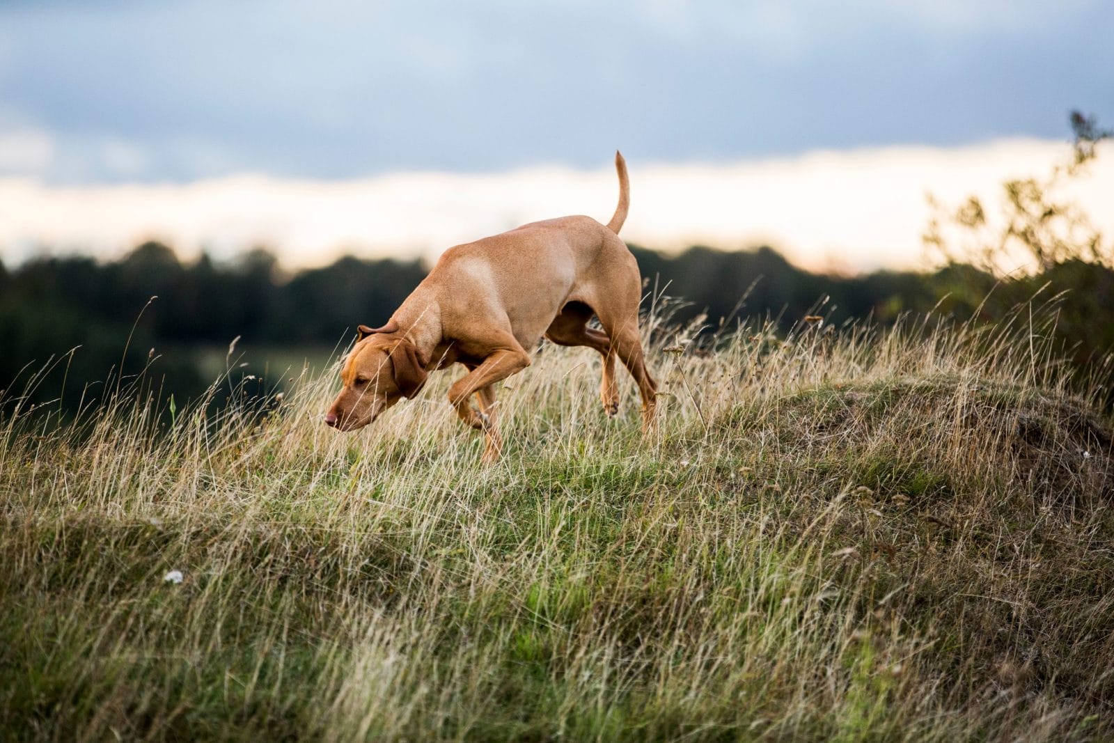 dog sniffing