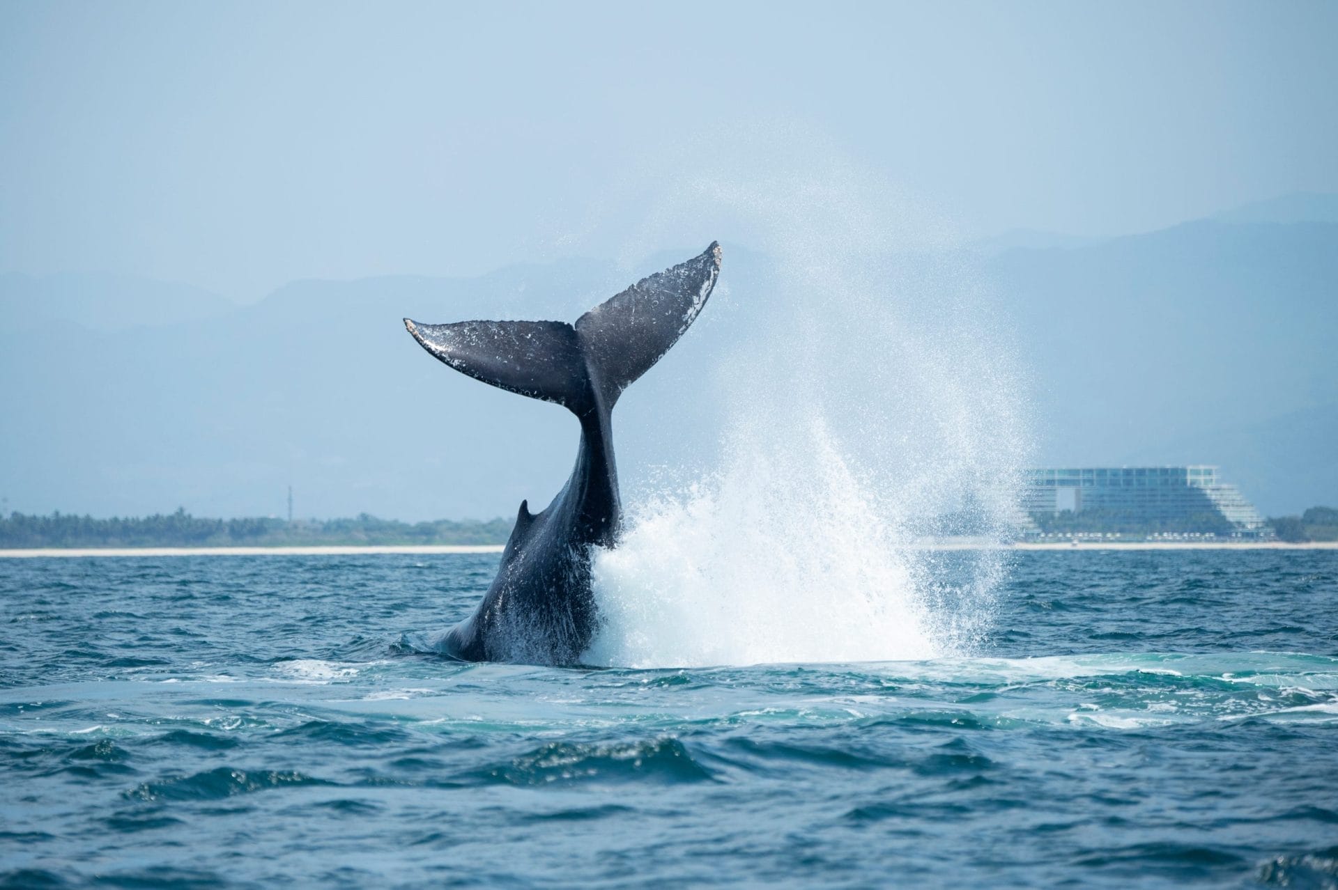 Whale breaching ocean with tail