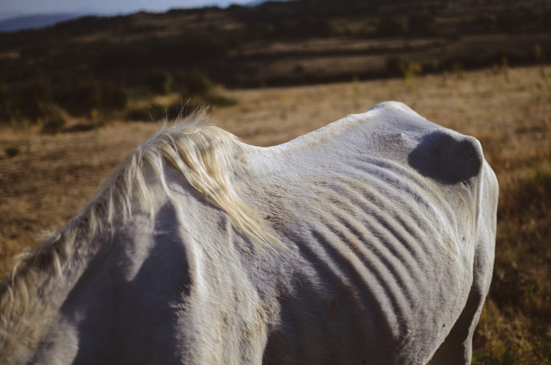 Malnourished horse