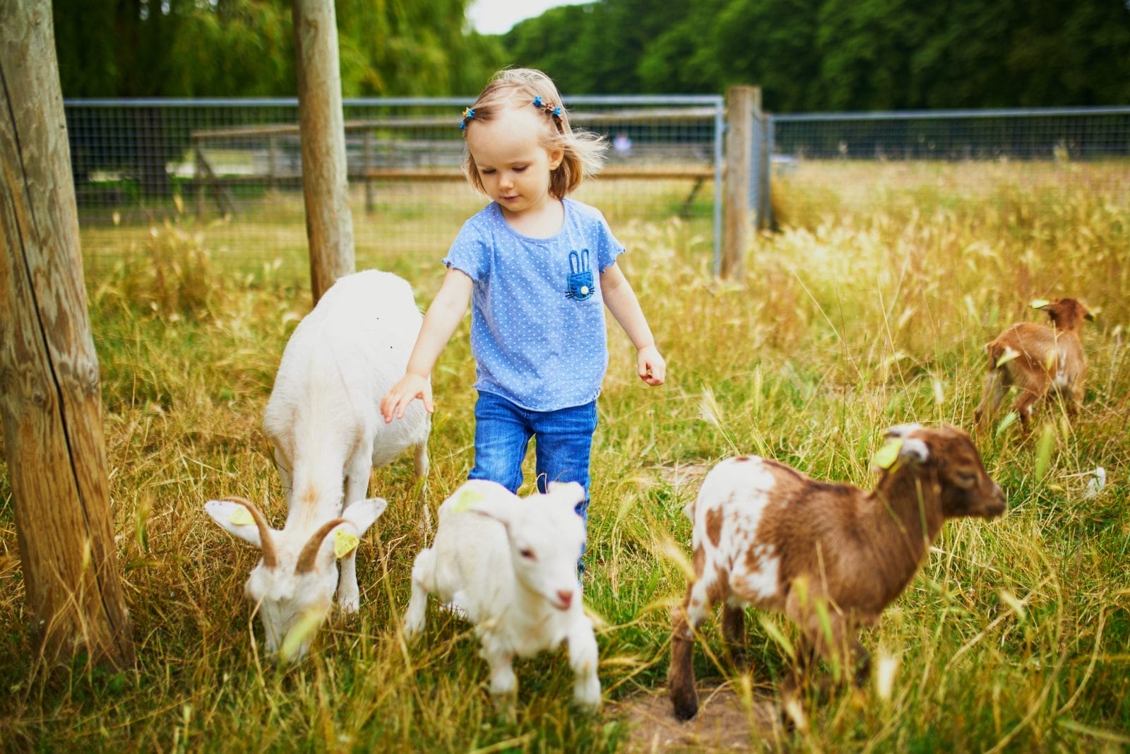 Adorable child with three goats in field