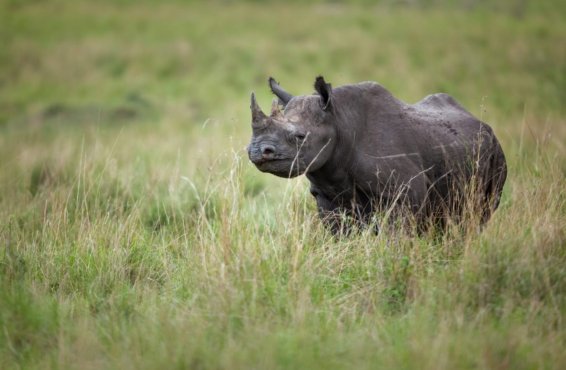 Black Rhino