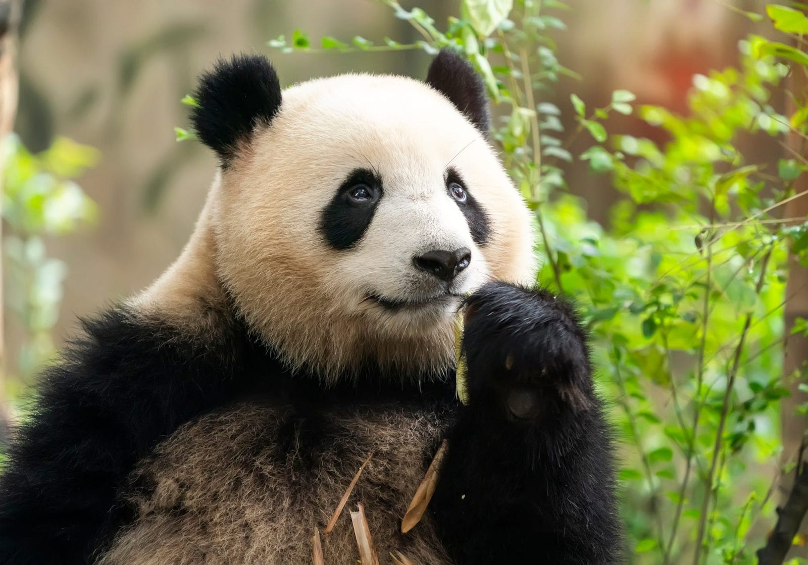giant panda