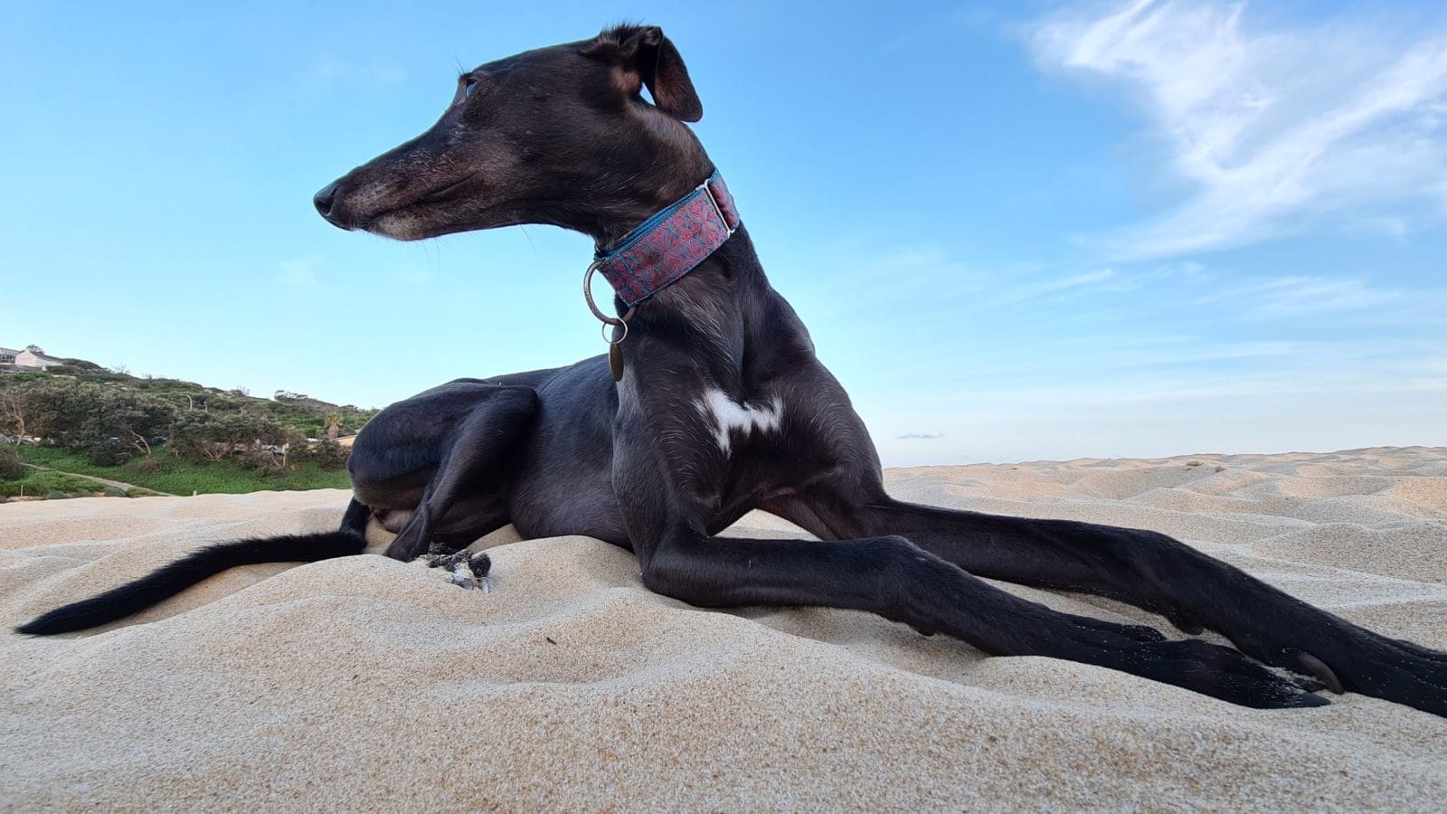 Black Greyhound laying on sandy beach looking away from camera
