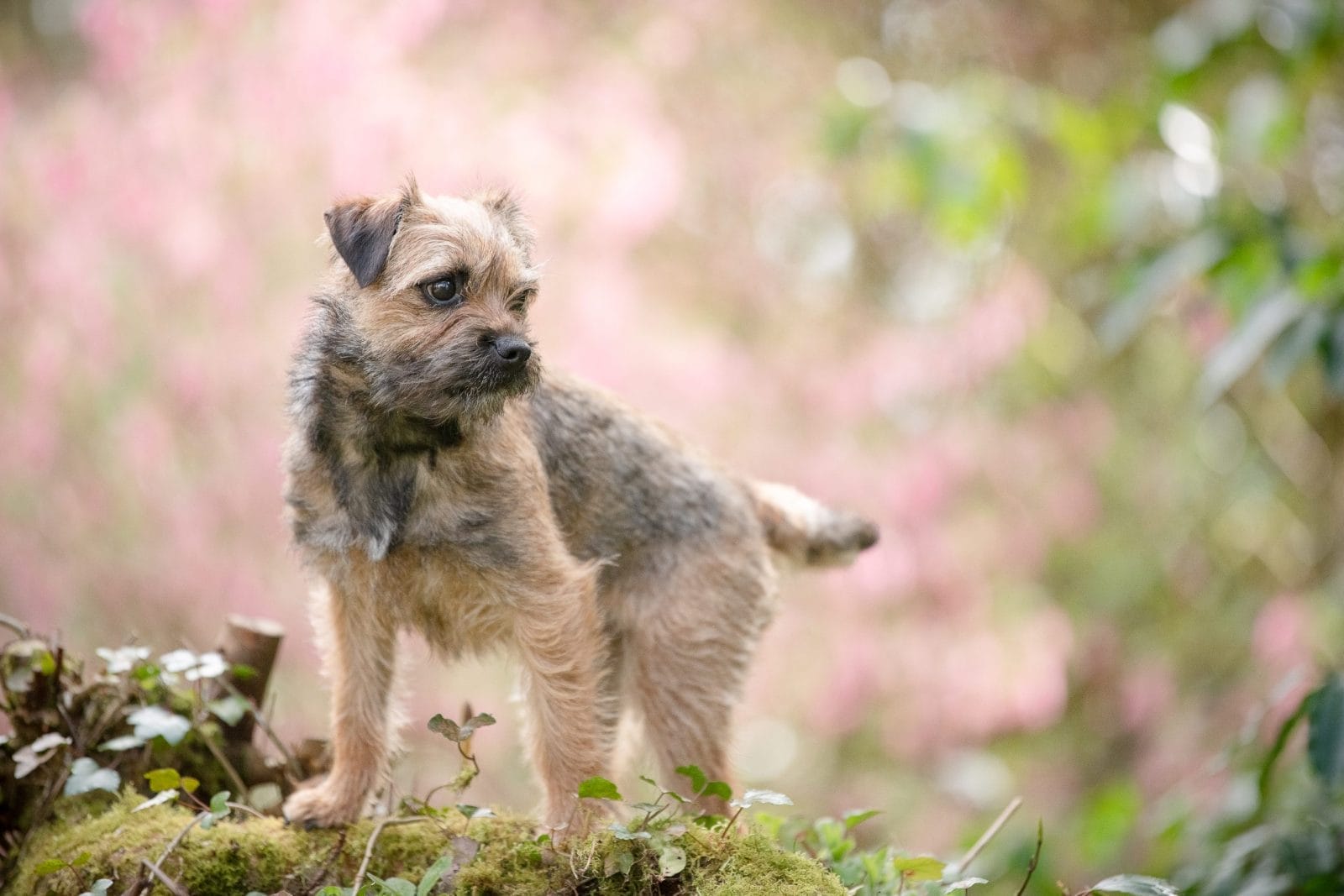 Border Terrier standing on rock outcropping