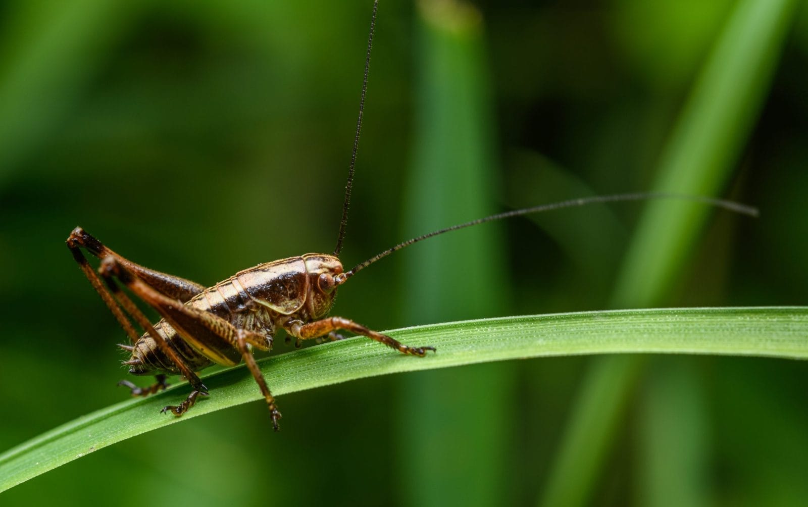 cricket