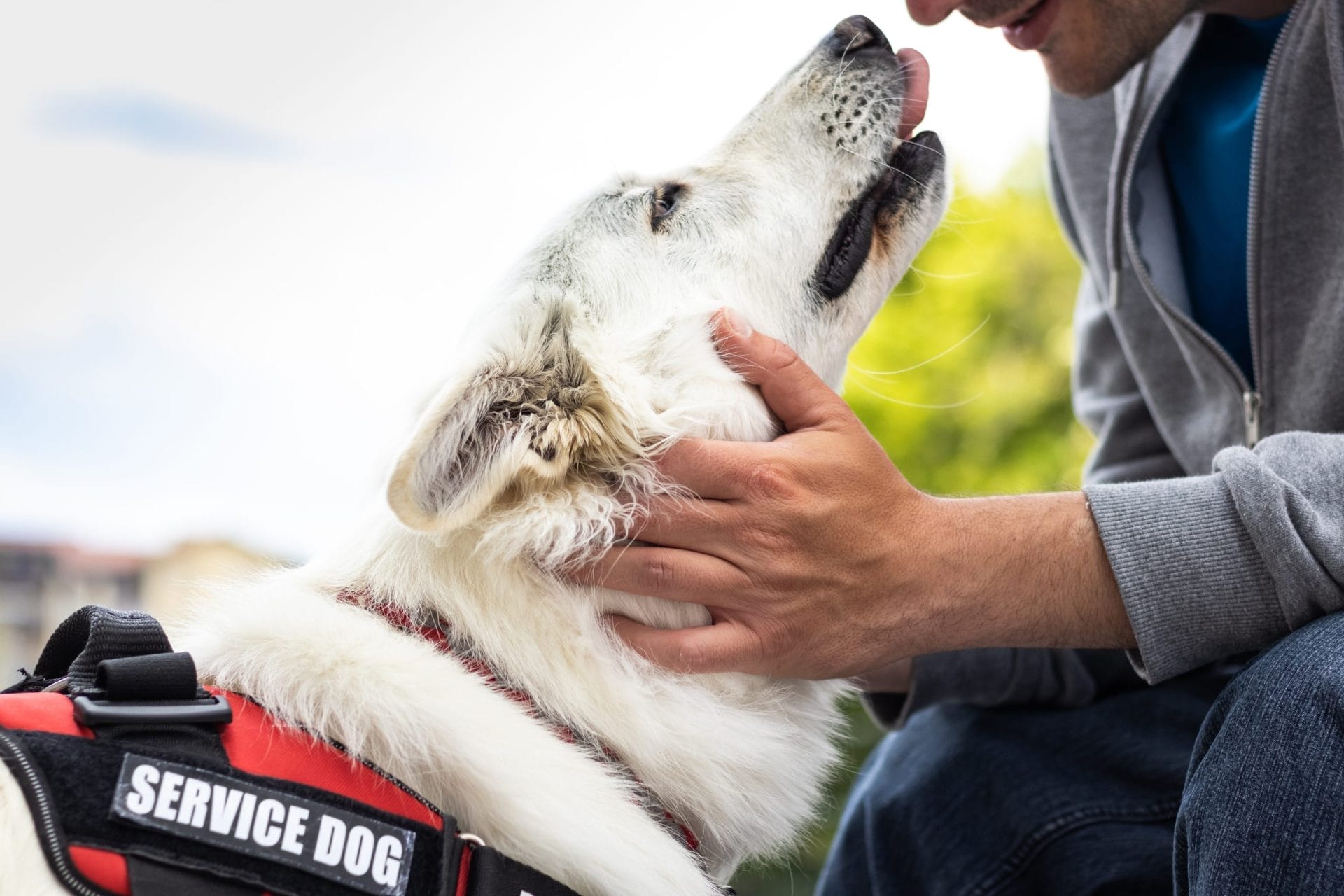 Service dog