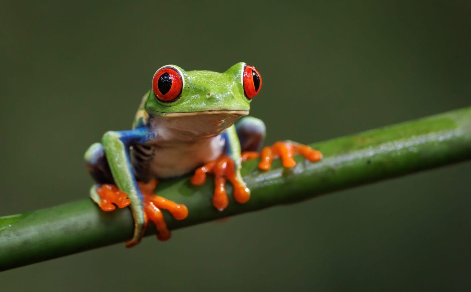 Frog perched on branch