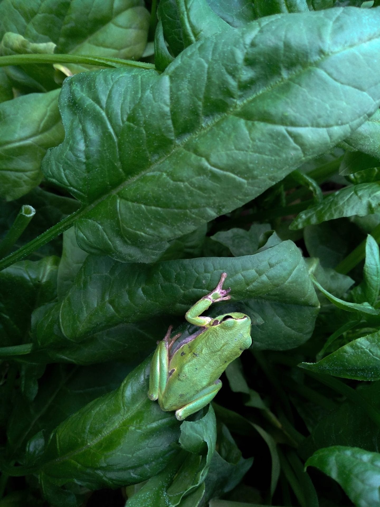 frog