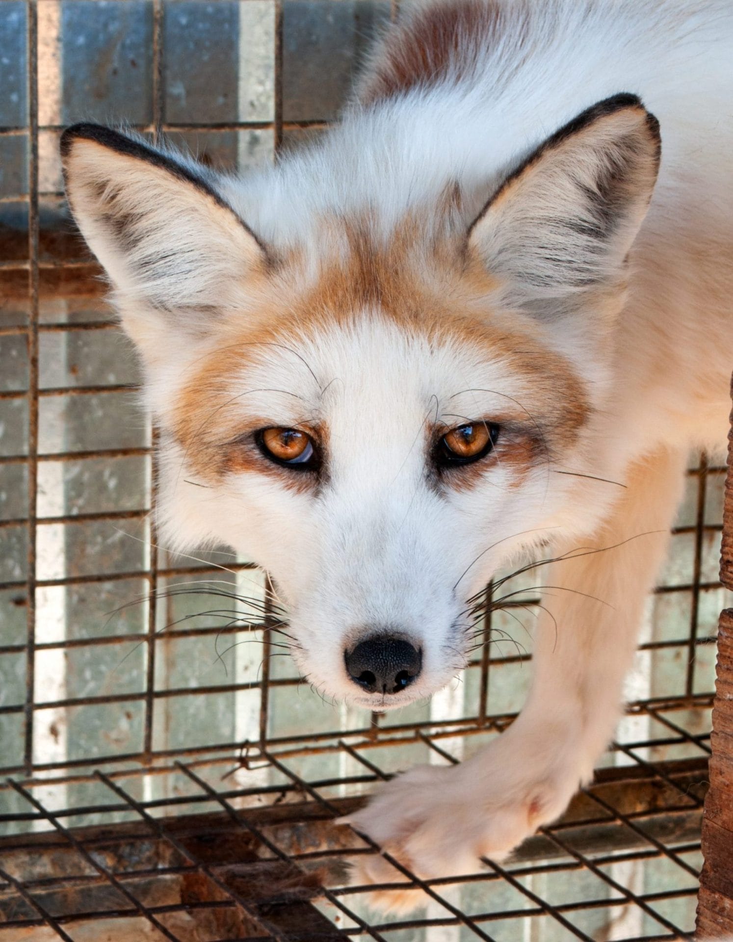 fur farm fox