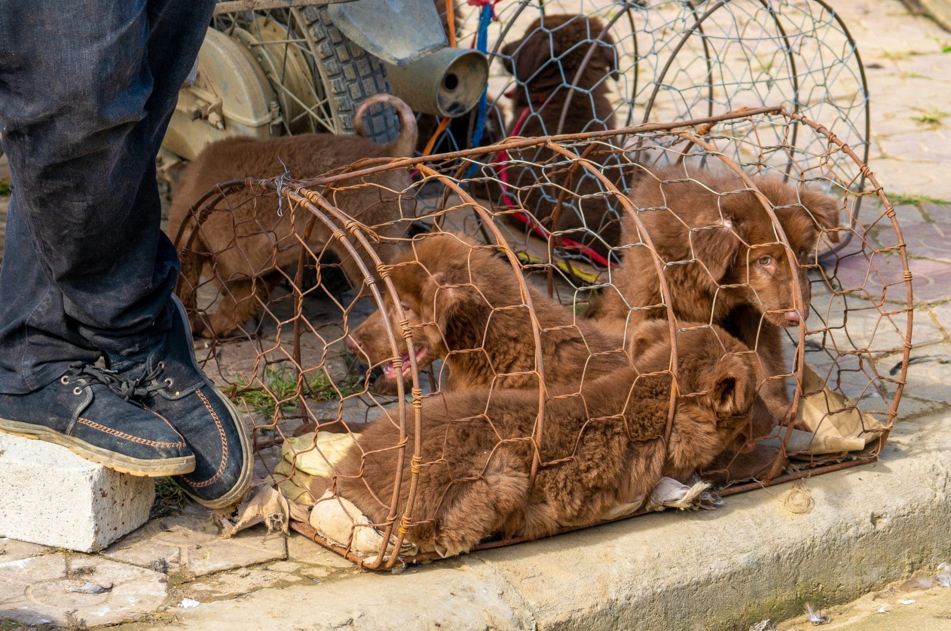 Dogs stuffed in cramped cages