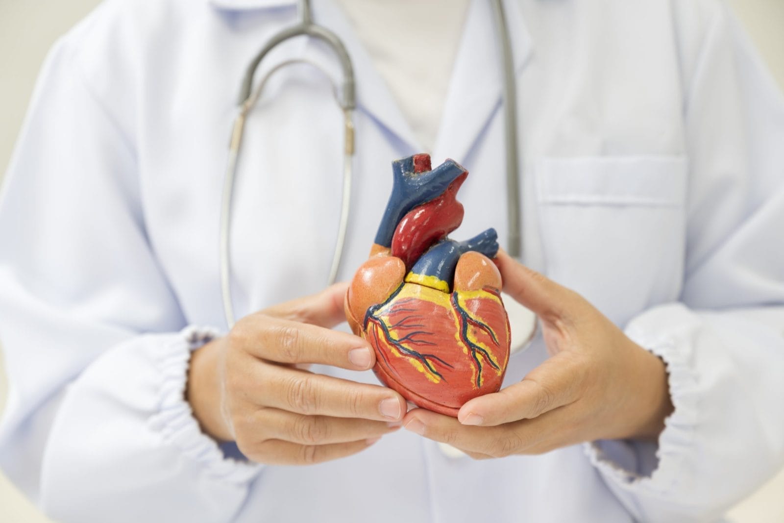 Doctor in lab coat holding model of human heart. A new study has found microplastics in heart tissue.