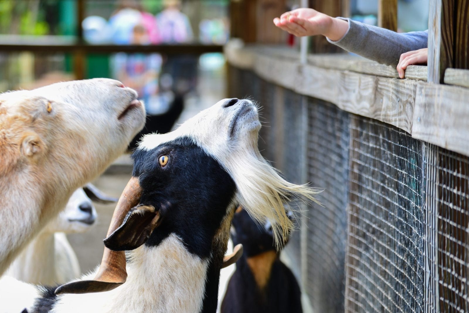 goats