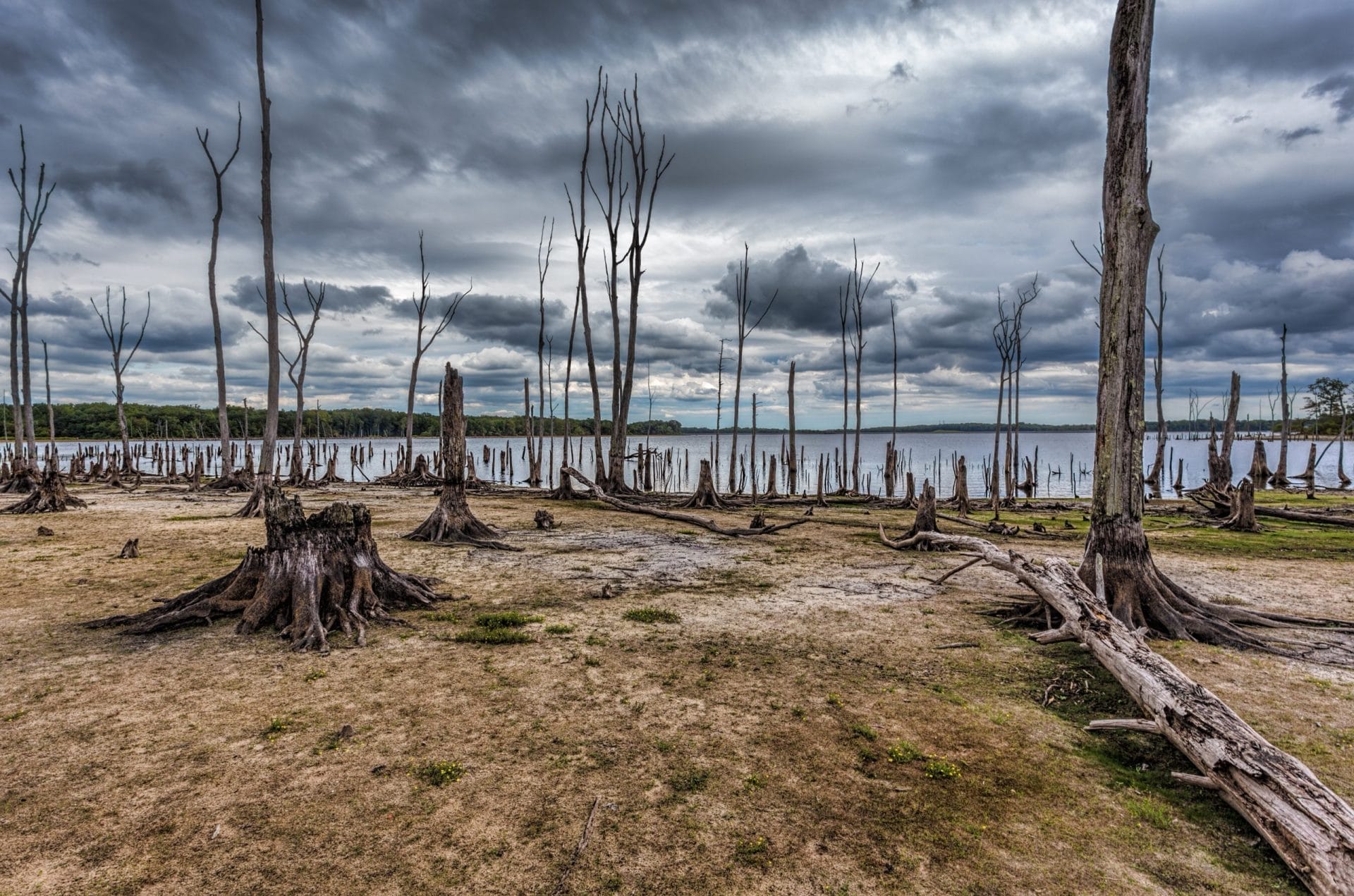 Dead trees in forest and lake with low water