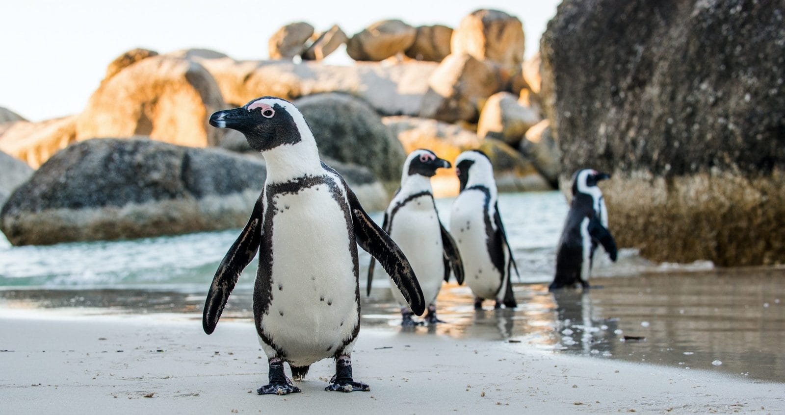 African penguin on the sandy beach.