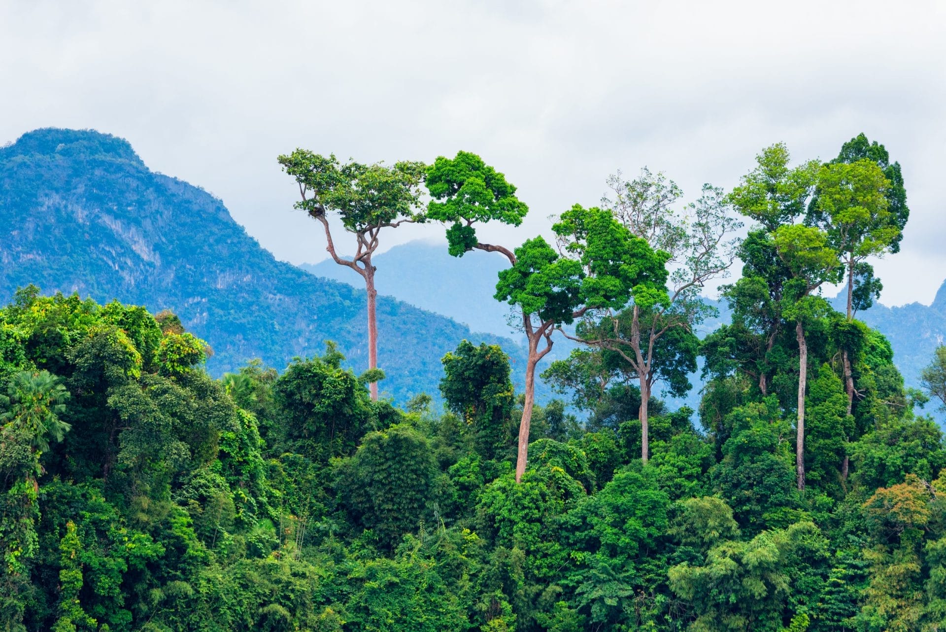 Tropical Rainforest