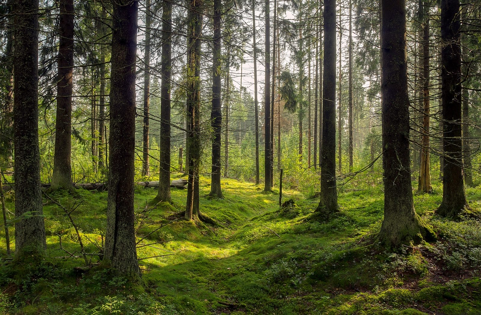 forest