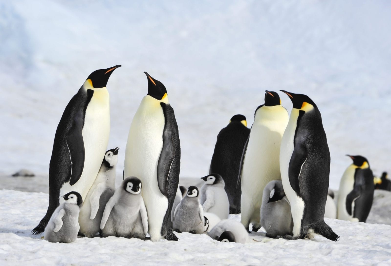 Emperor Penguin colony with adults and chicks