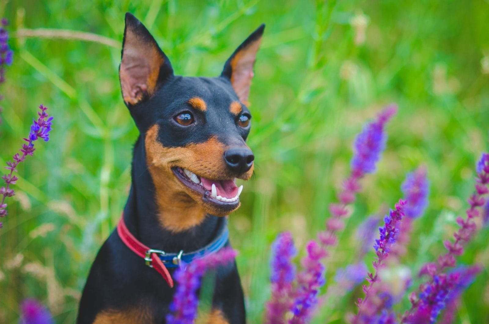 Miniature pinscher