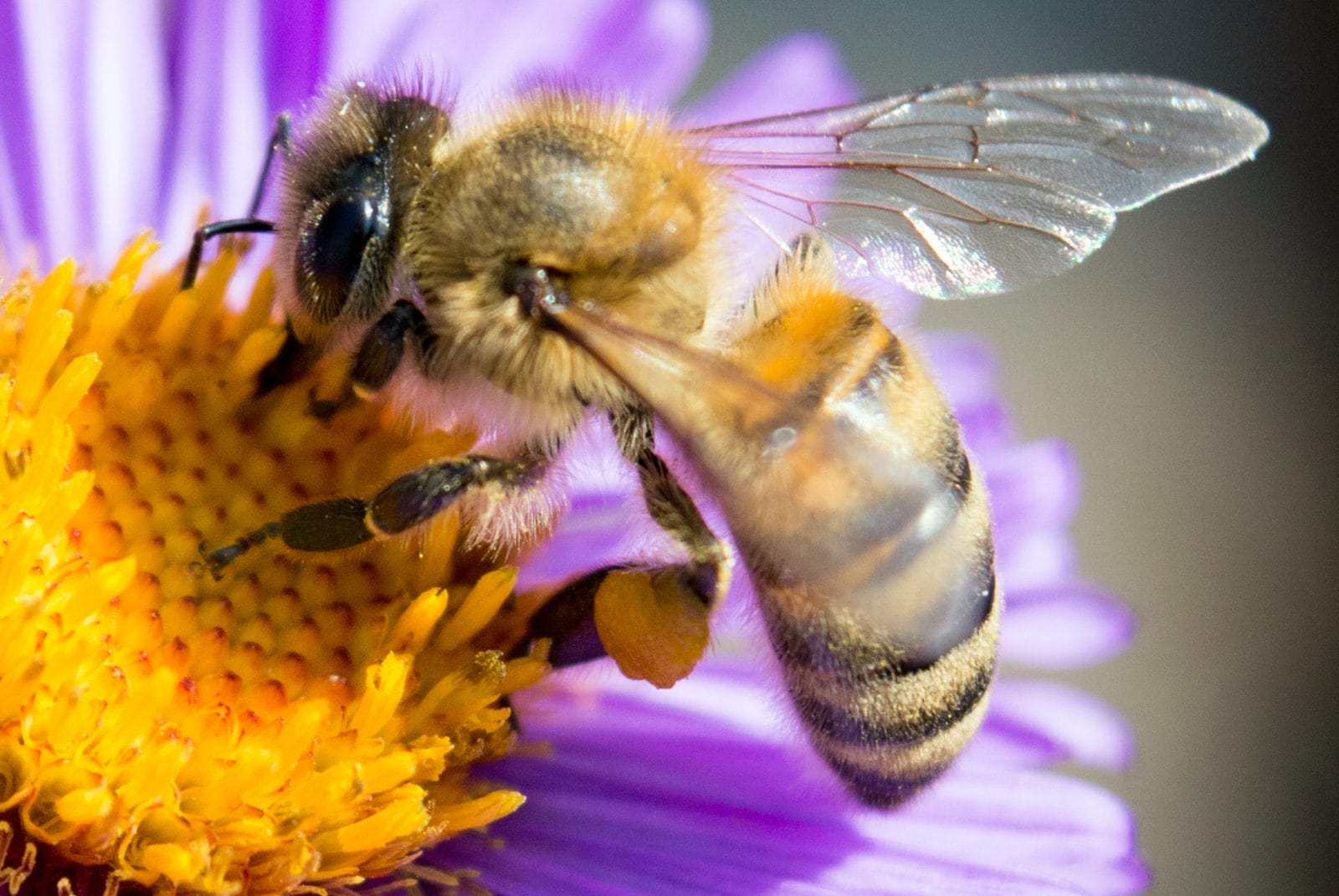 bee