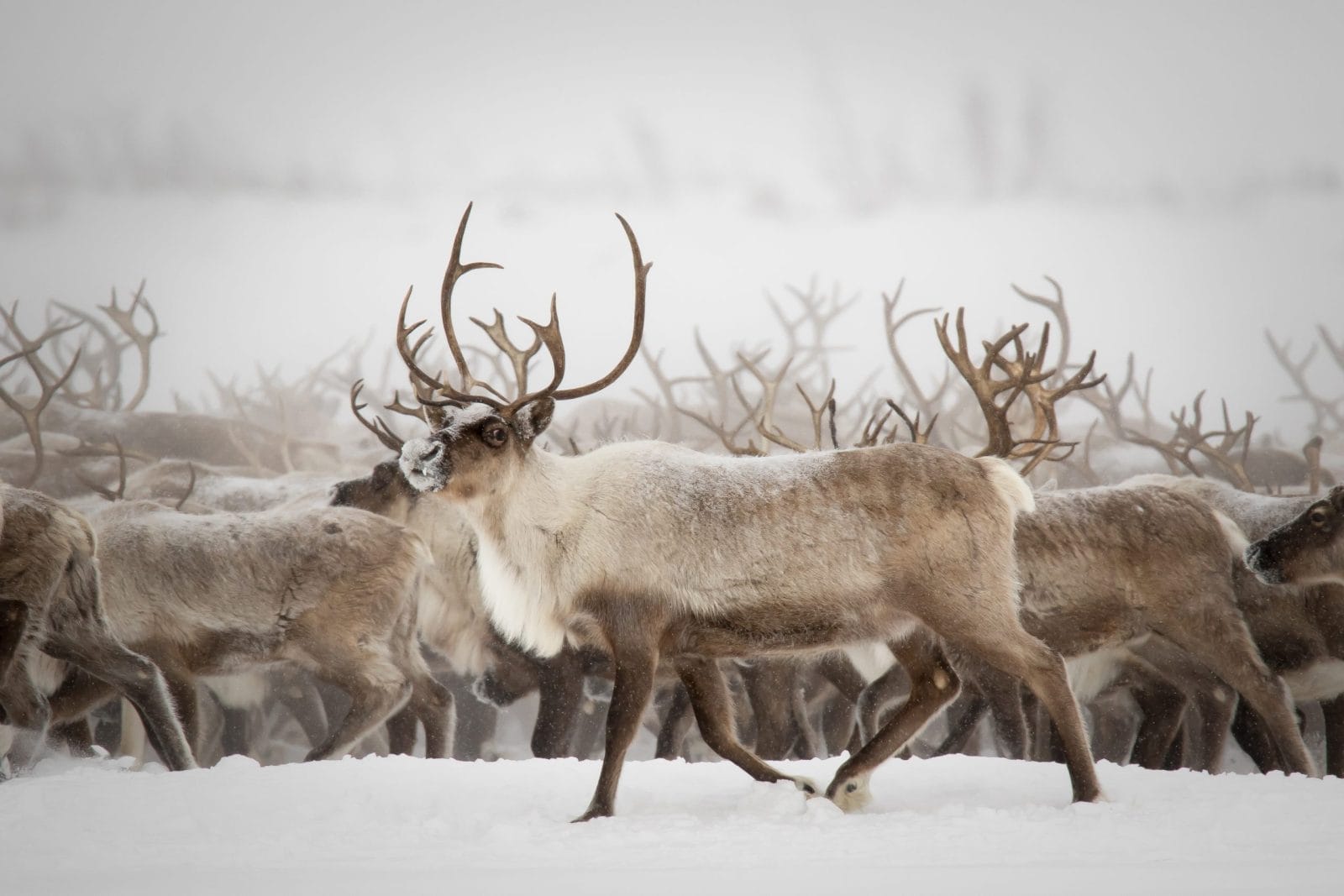 reindeer