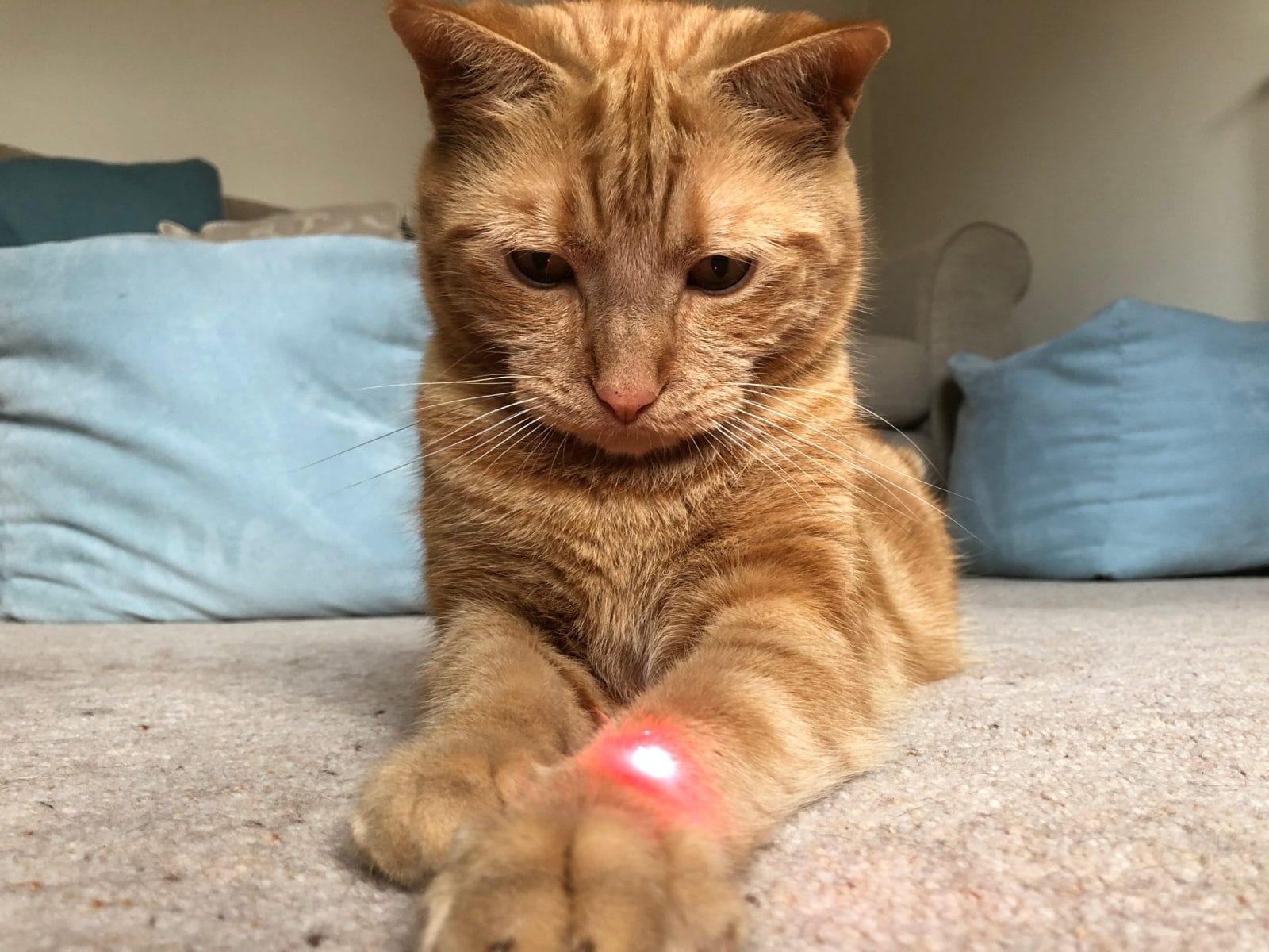 Cat playing with laser