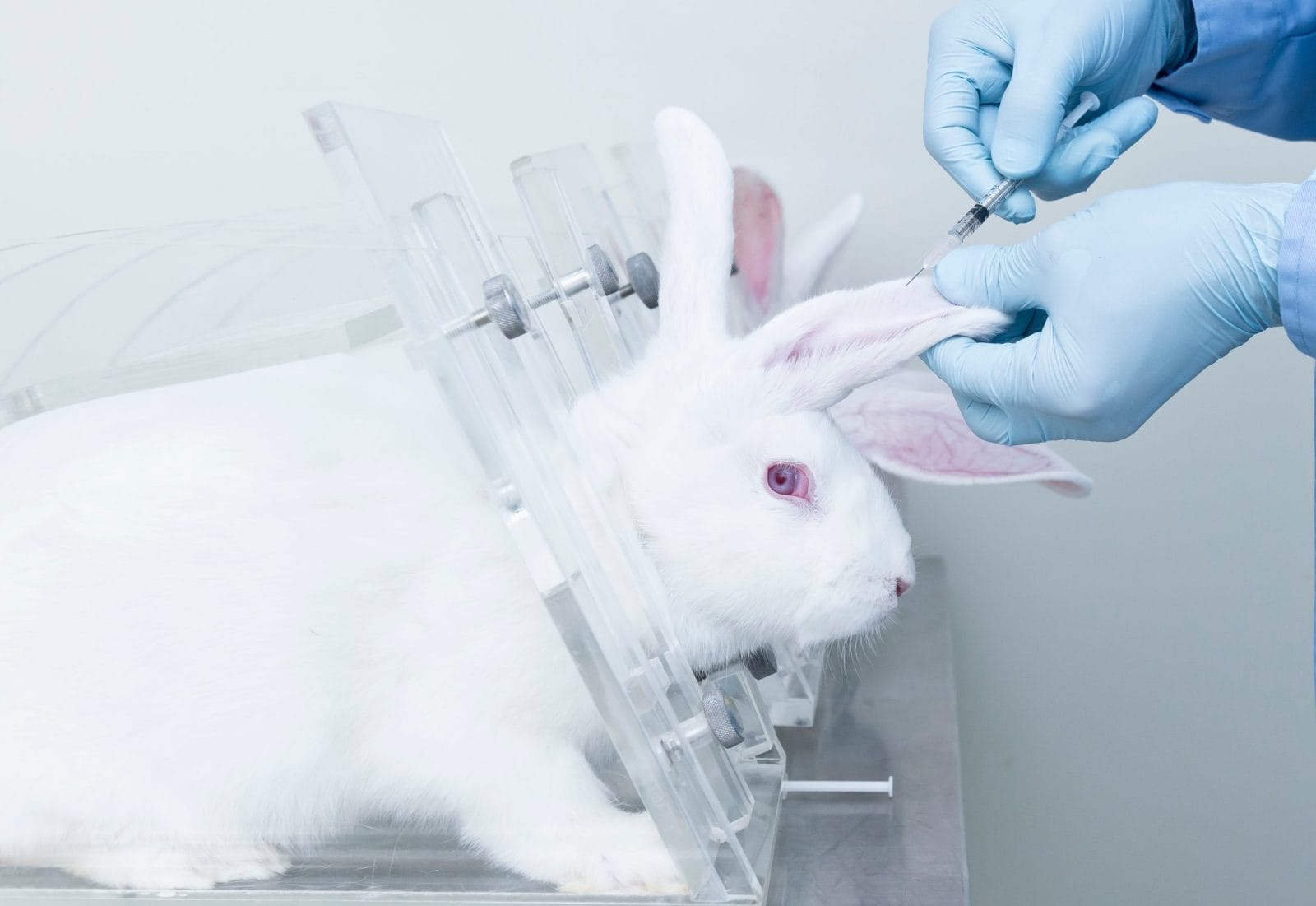 animal testing