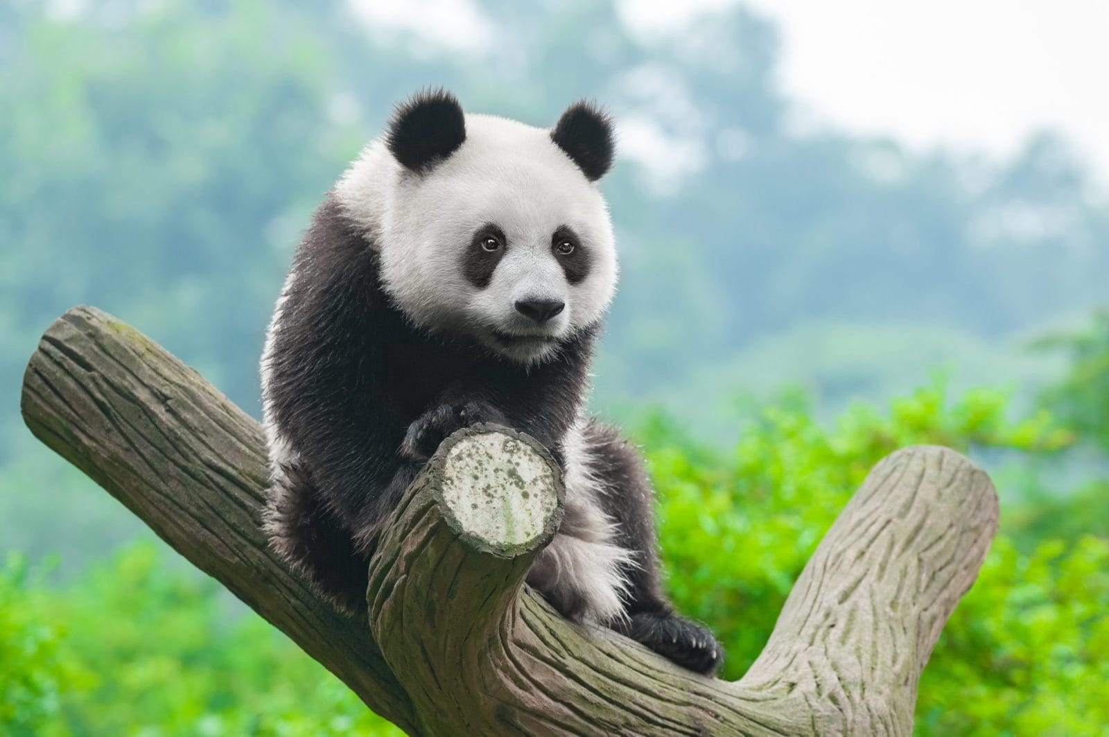 panda