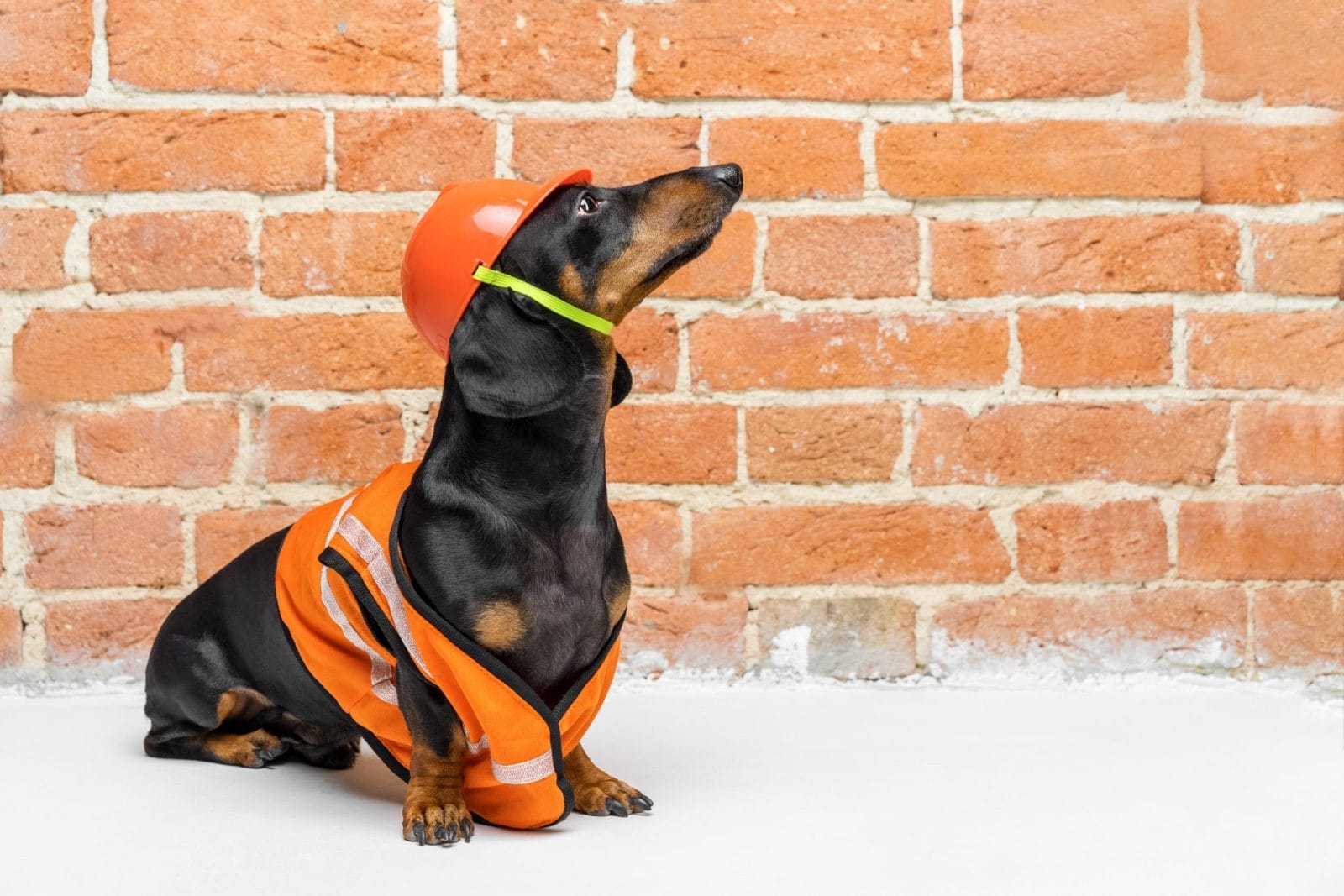 Dachshund puppy wearing construction vest and hard hat.