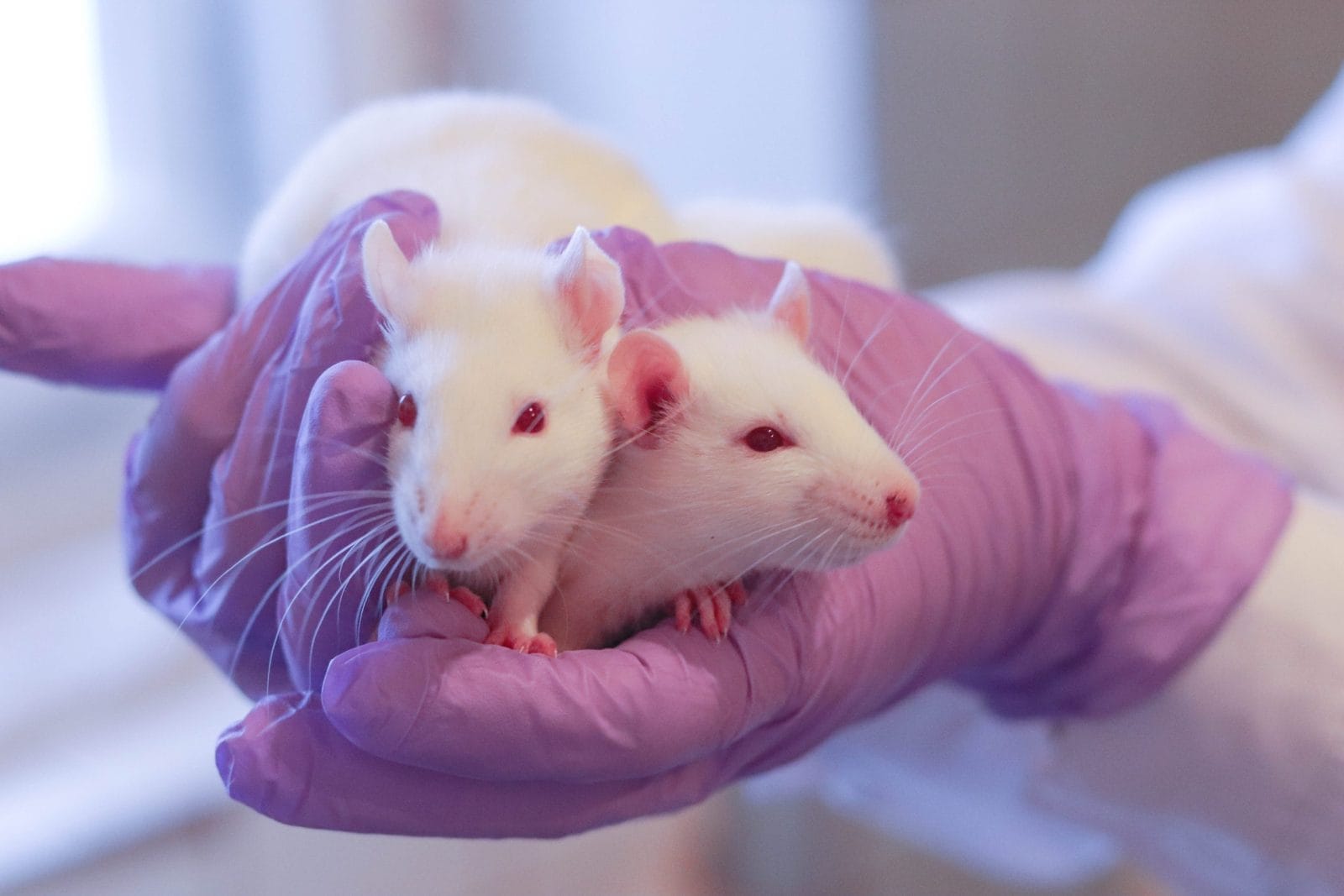 lab rats