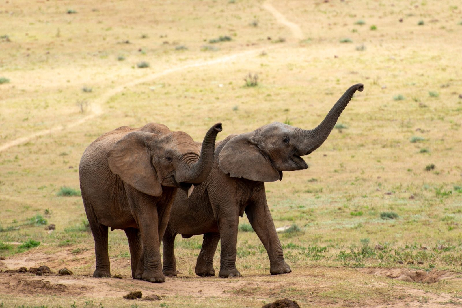 Two young elephants trumpeting.