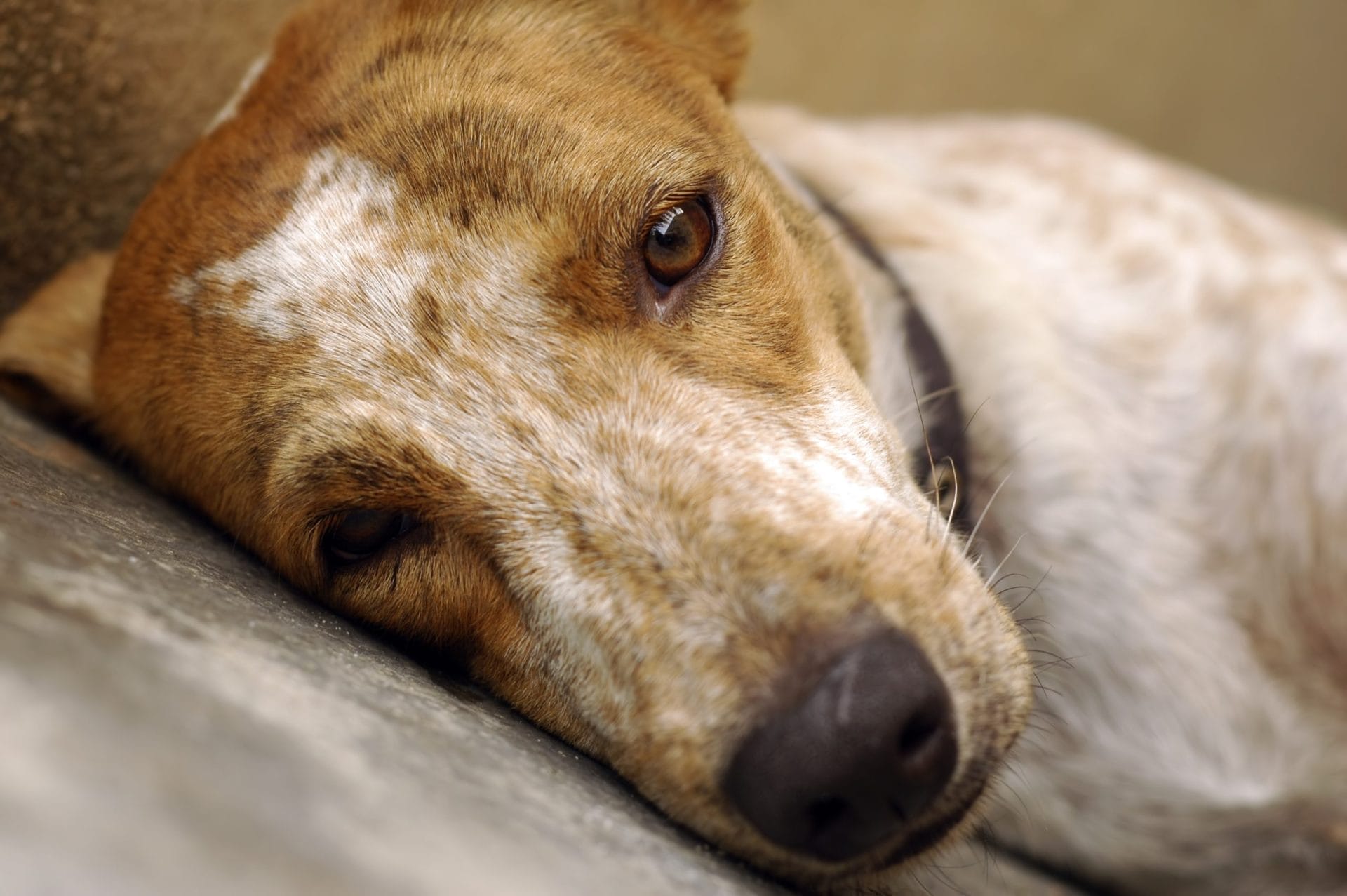 Sad dog