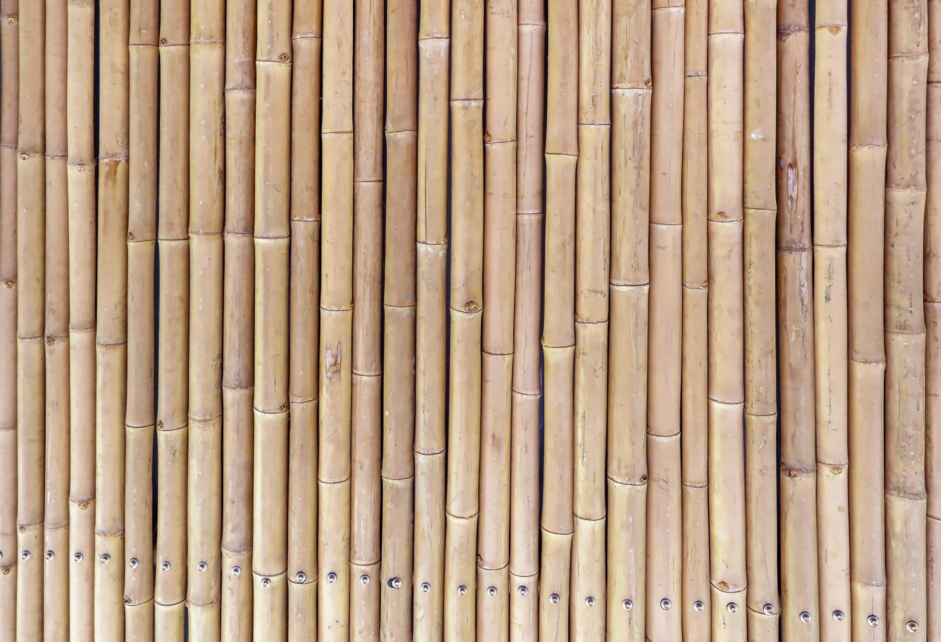 Bamboo stalks