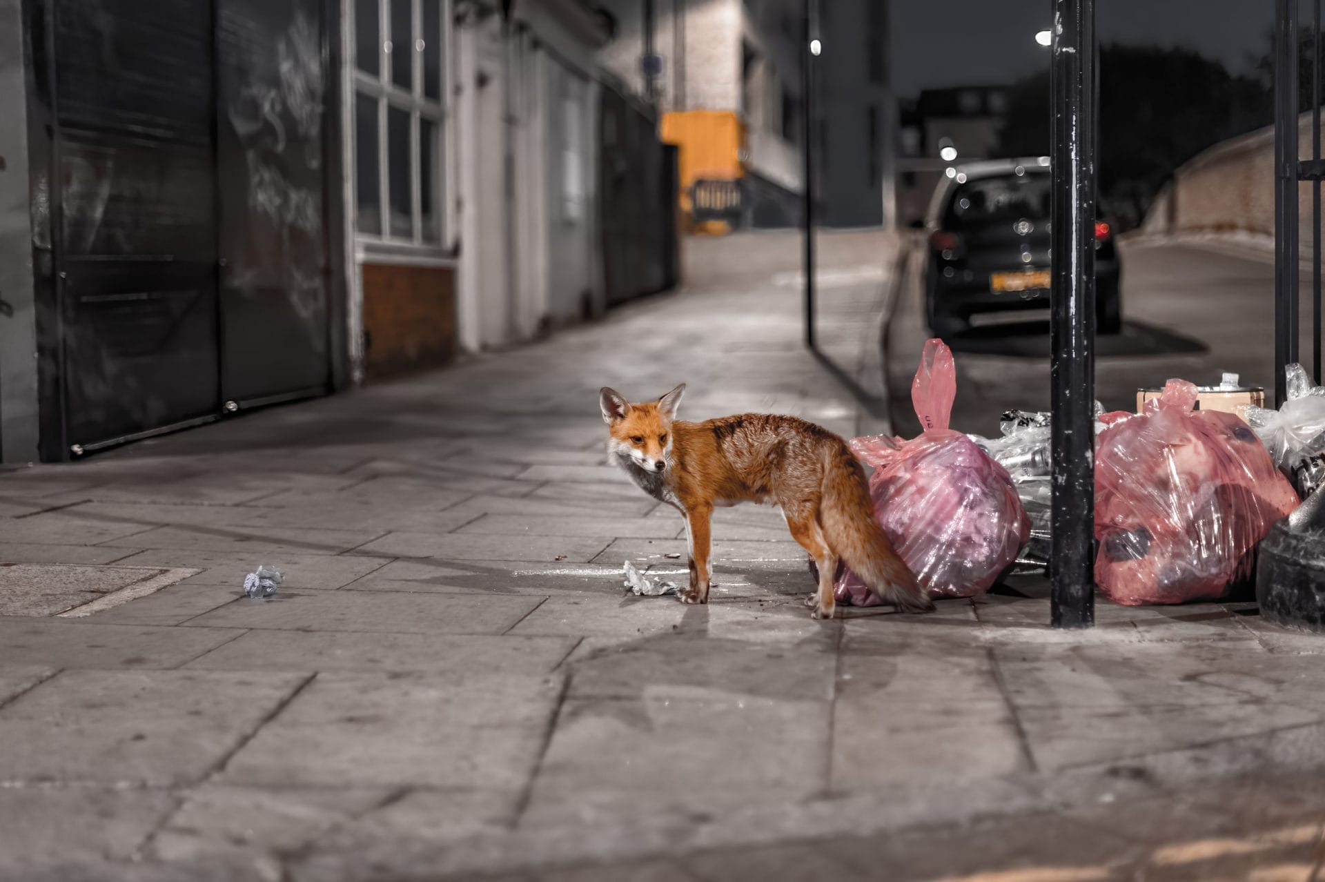 Fox in London