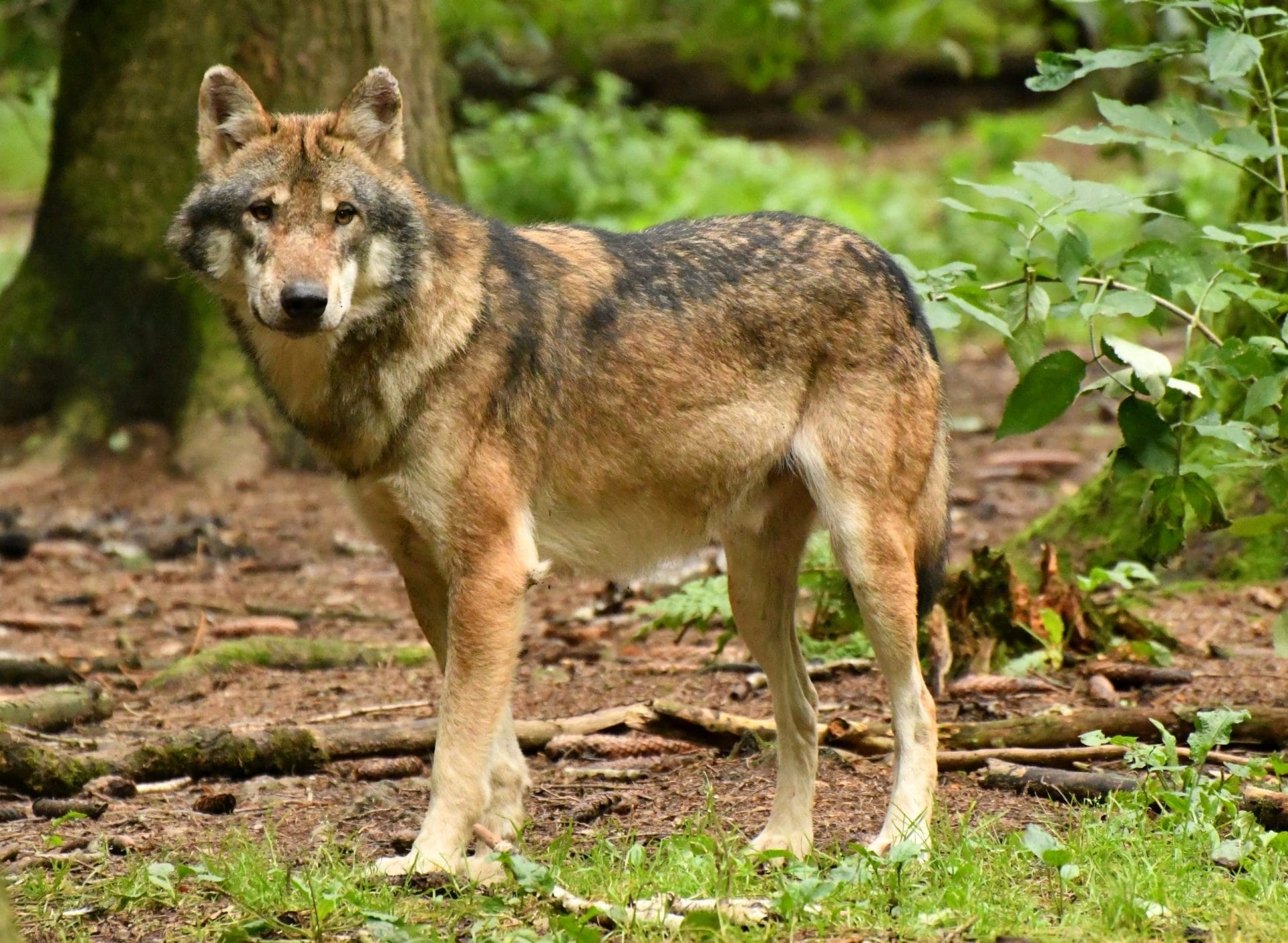 Red Wolf