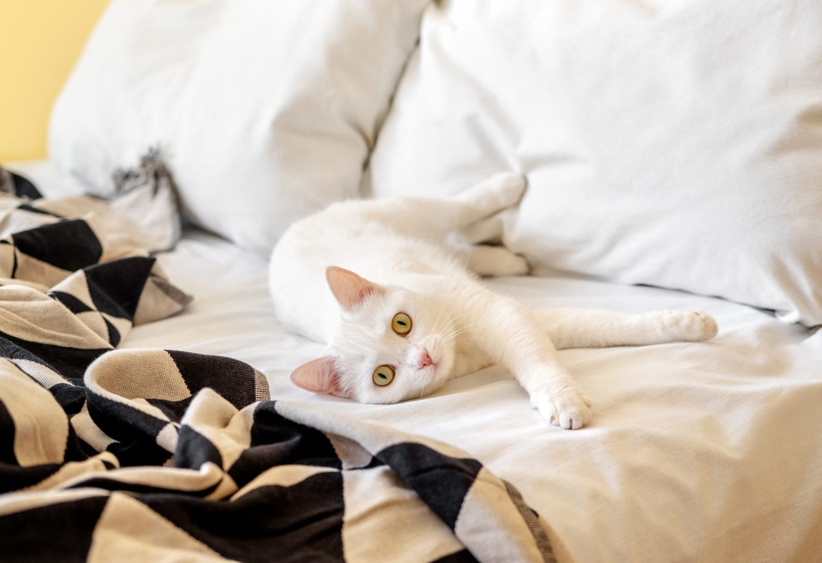 cat in bed