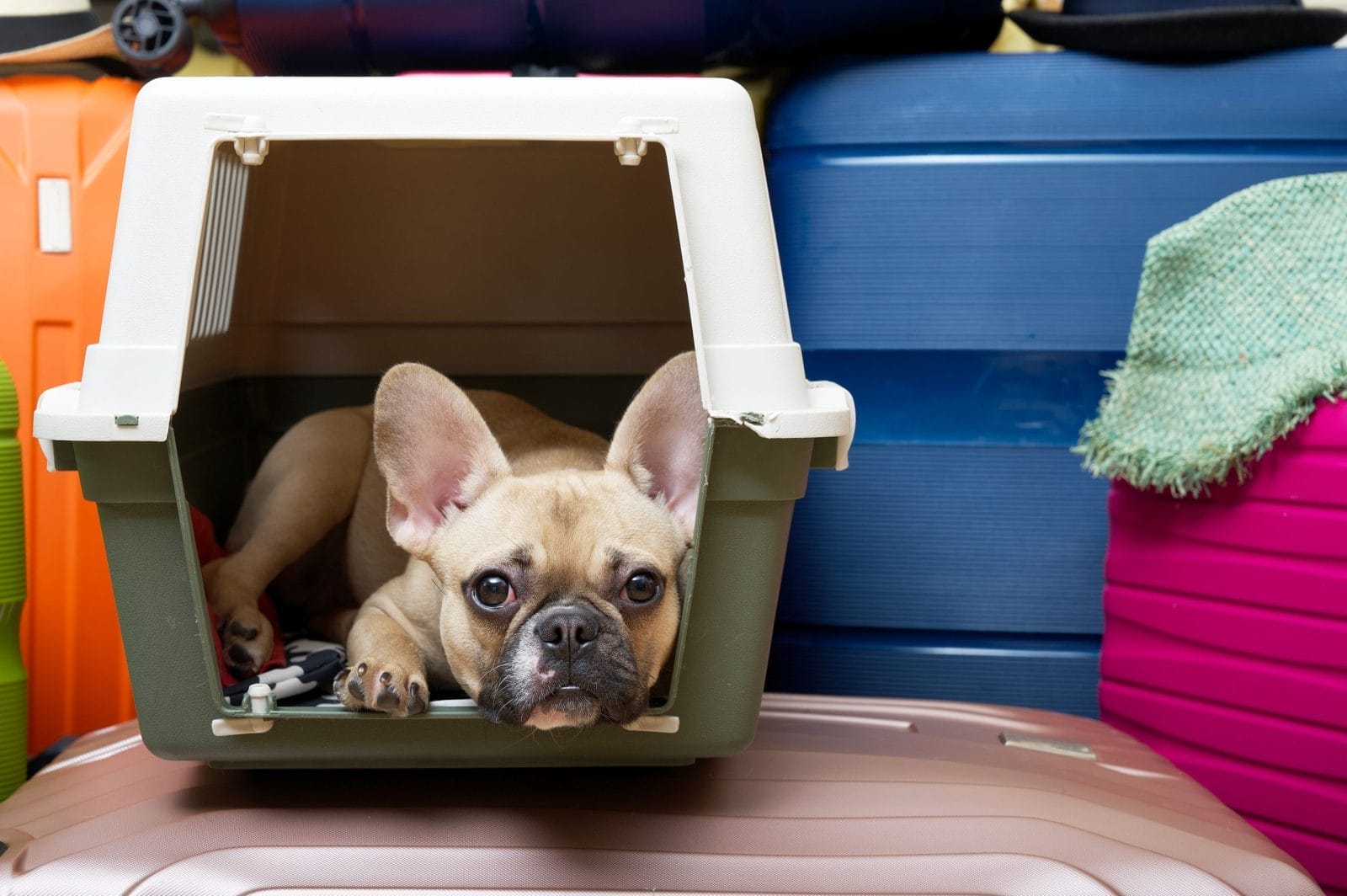 Dog in kennel on flight. Open door to kennel, daring escape on plane.