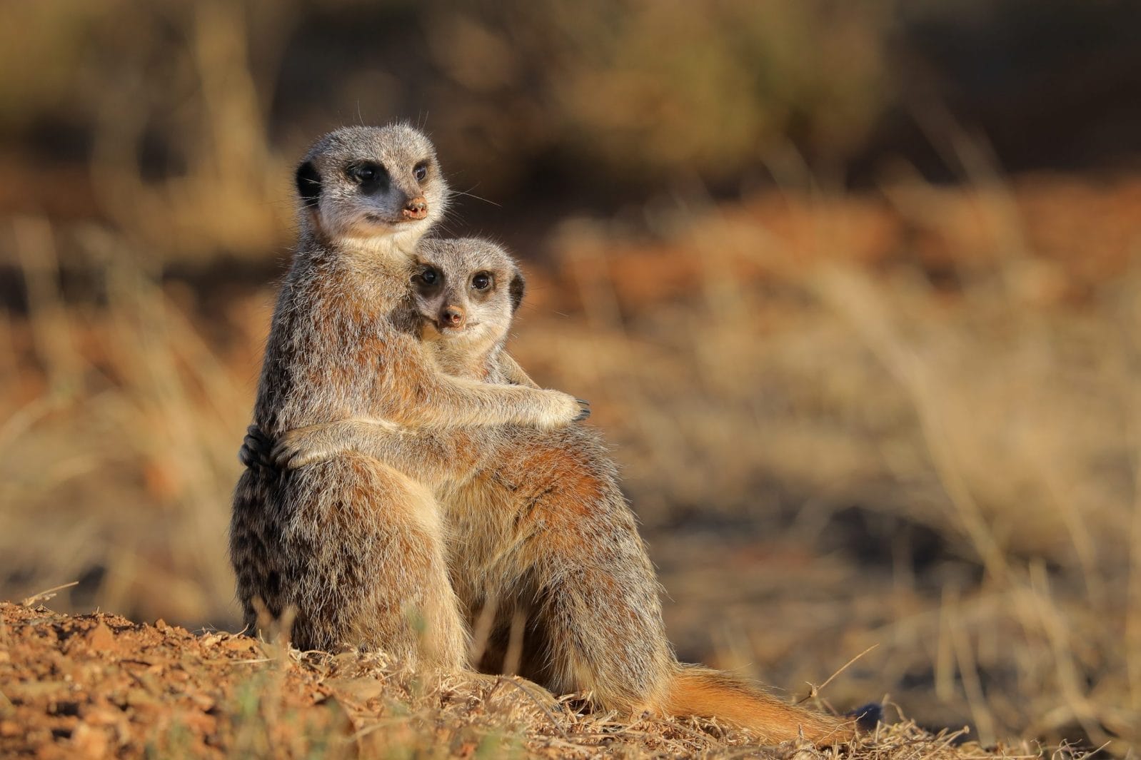 Meerkat