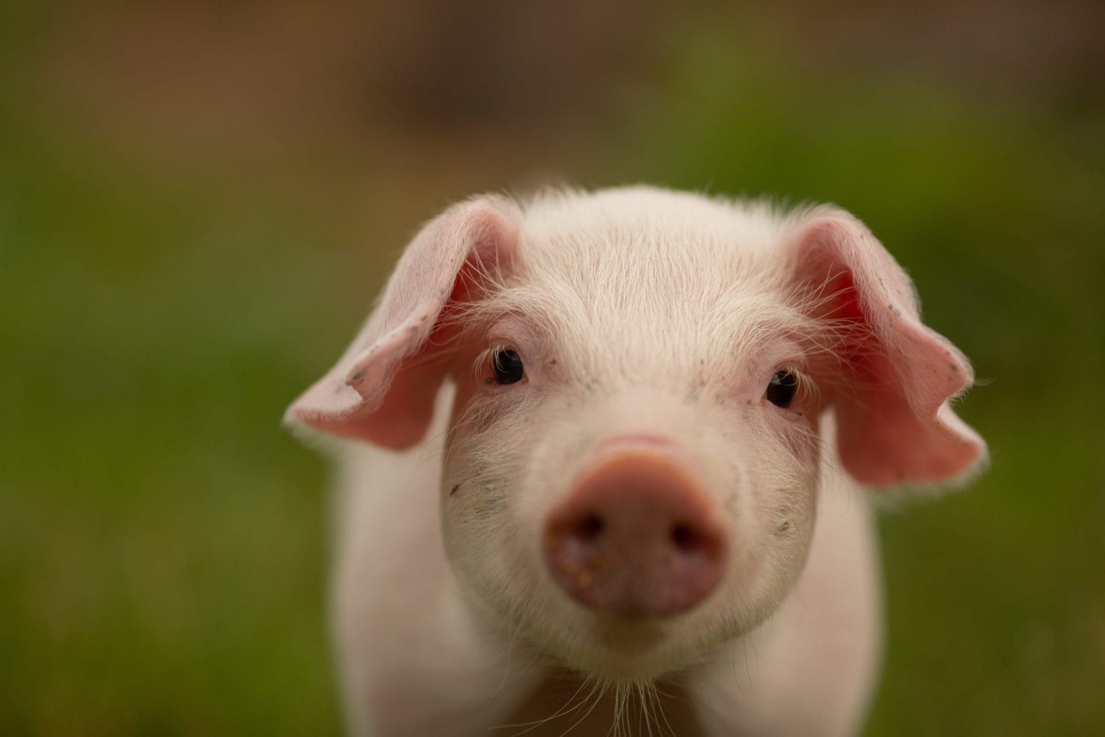 pig