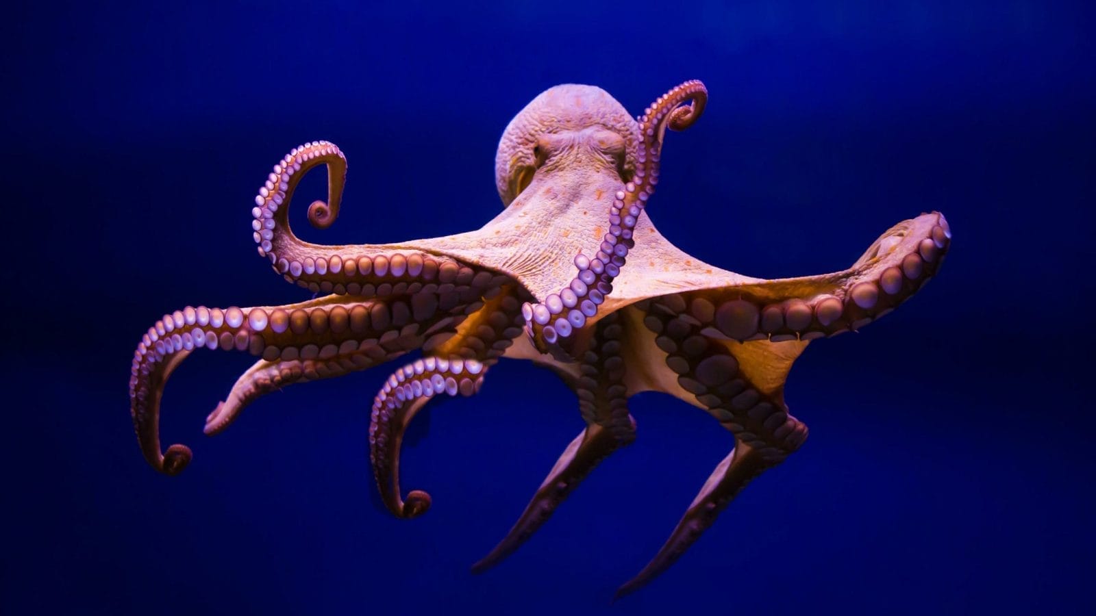 octopus