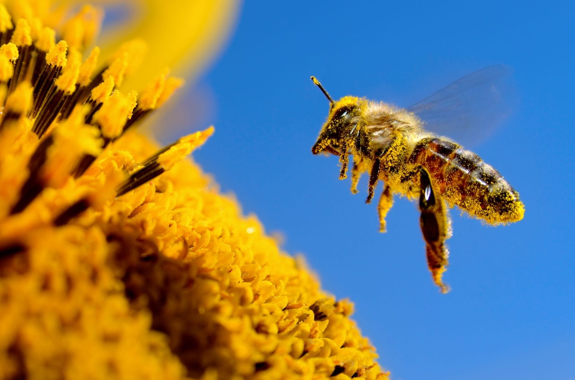 Bee flying next to a sunflower