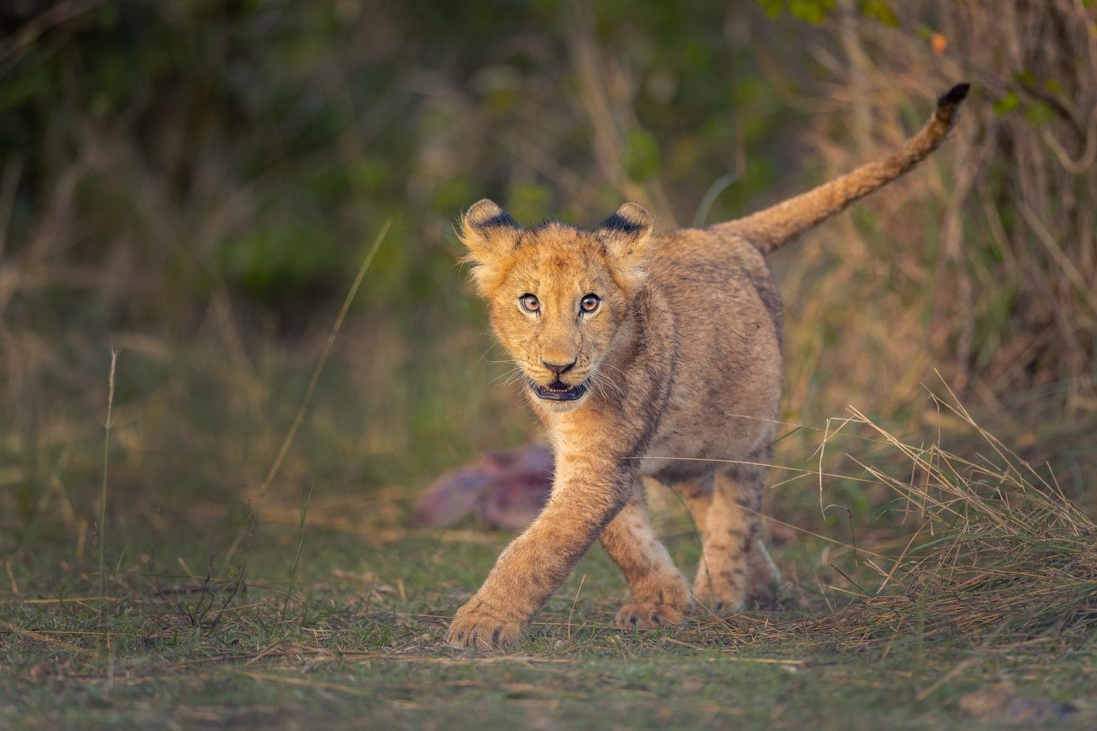 lion cub