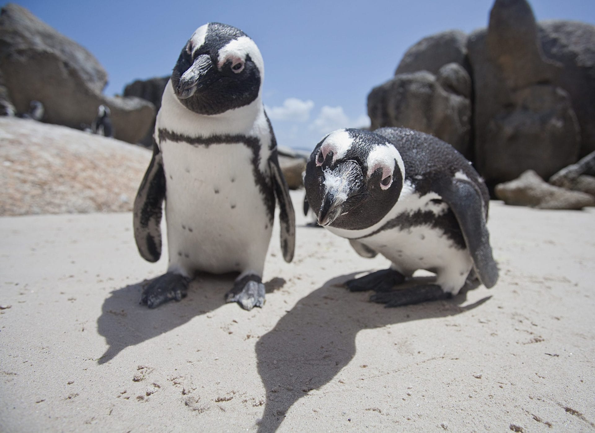 Two African Penguins