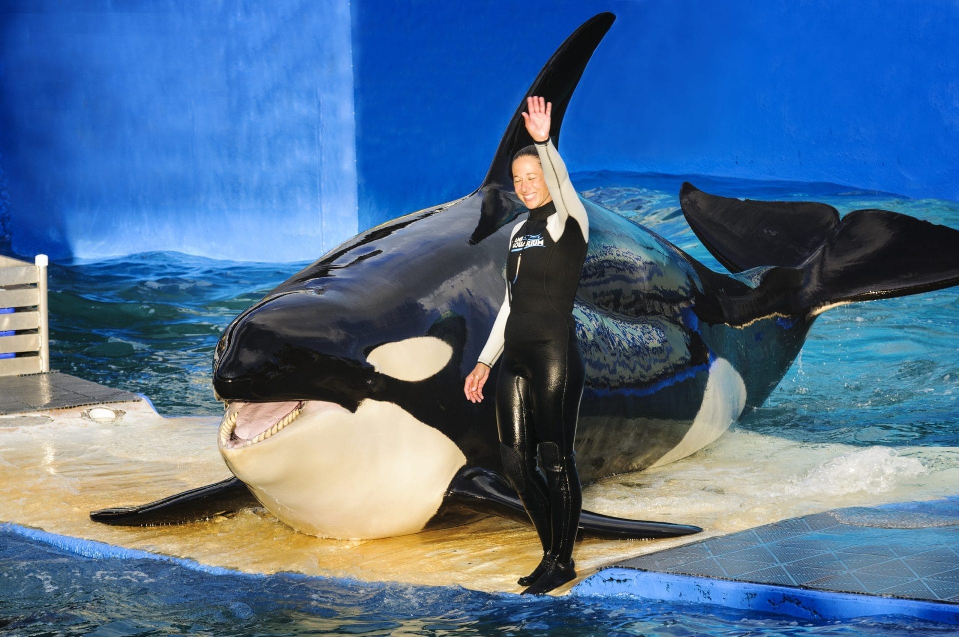 Lolita the orca