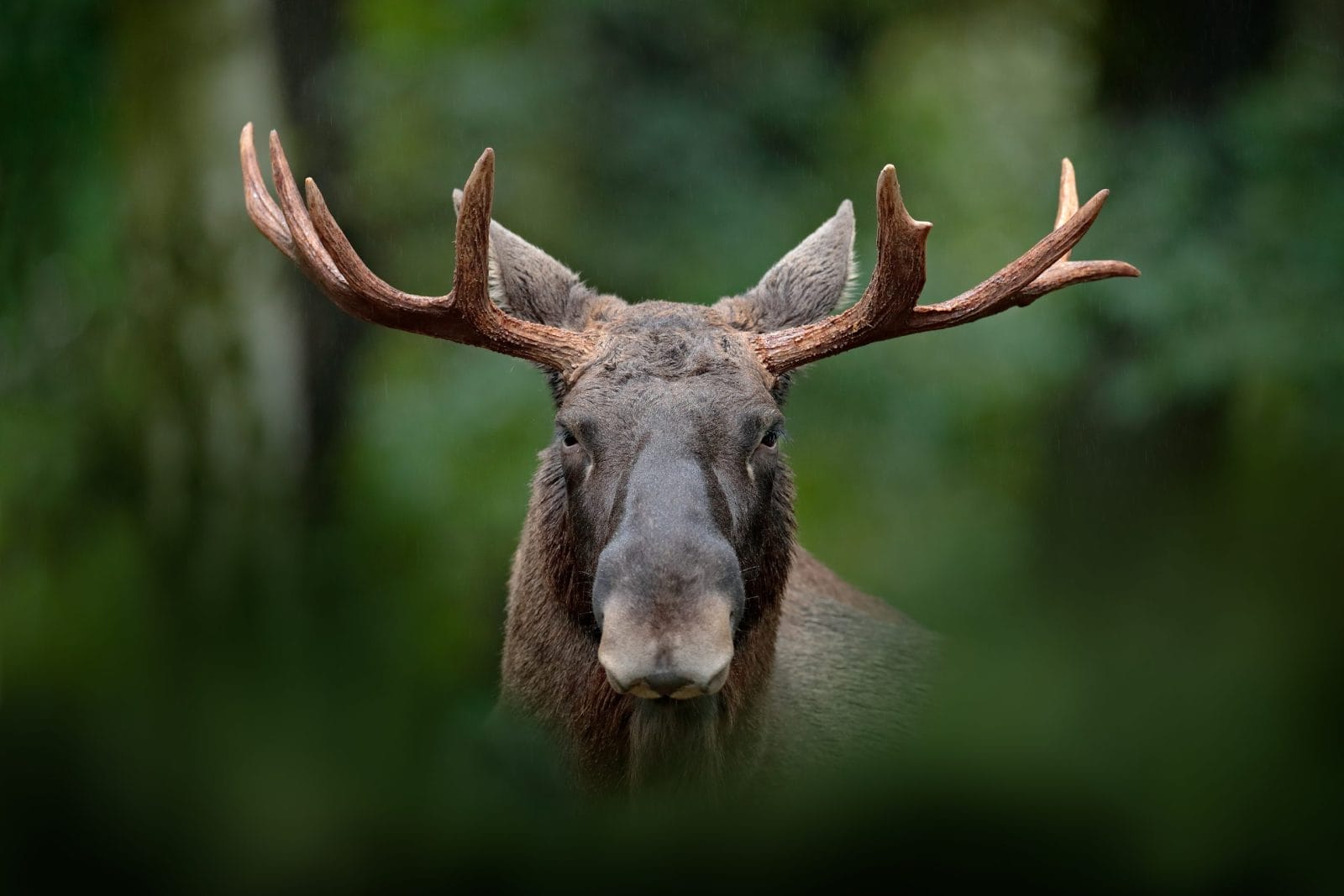 Portrait of moose