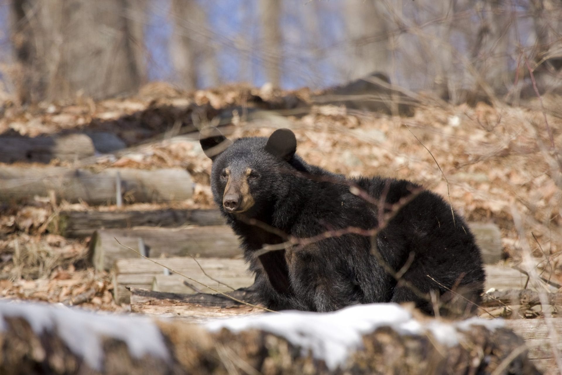 Black bear