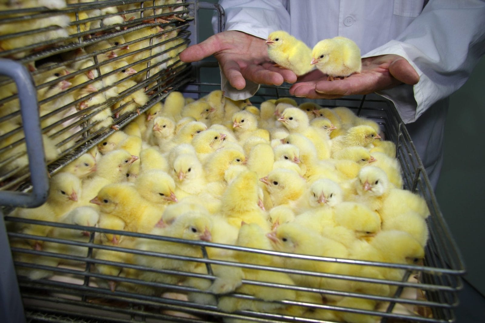 baby chickens