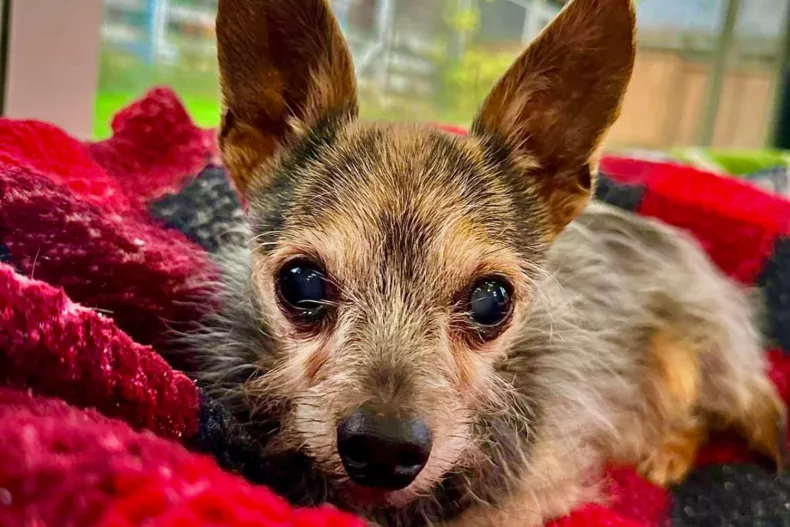 Rocco, the 19-year-old Chihuahua and Yorkshire Terrier mix who was left in the driveway of a rescue center in Canada.